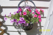 flowers009.jpg